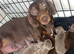 Isabella and tan Dachshund