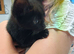 READY NOW 1 x pure black female kitten