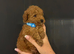 Beautiful 4th generation Red Minature Poodle Pups