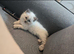 Beautiful Pure Blue Point Ragdoll Kittens