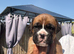 KC BOXER PUPPIES