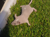 pet mice delivery available