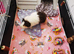 Guinea pig and cage