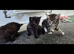 Kittens ready this week :) 2 black kittens available