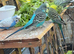 9 beautiful budgies for sale