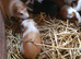 Baby Guinea pigs
