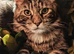 3 Mainecoon kittens
