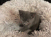 Beautiful Russian blue kittens