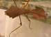 Malaysian Dead Leaf Mantis. - Female