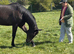 Thoroughbred
