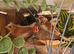 2 pairs of Thorn and white bengalese finches