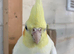 Lovely lutino hen