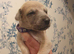 Kc registered blue fawn whippets