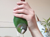 Conure