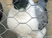 Modena hen bird