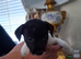 Jack russell puppies