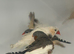 Various Stunning Zebra Finches
