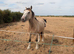 Stunning 2 year old filly