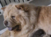 Amazing k.c registered chow chow puppies