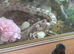 URGENT home for an anery morph corn snake with her viv