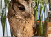 Bird/ parrot boarding/ holiday service, registered, hampshire