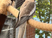Baby cockatiels