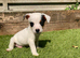 Jack Russell puppies