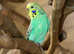 Budgies Pairs available £65 a pair,16