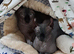 Sphynx kittens