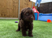 Chocolate cavapoos