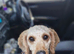 Benji for sale