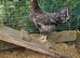 Point of lay mixed breeds and year old hens available