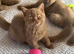British shorthair kittens rare color