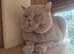 Lilac British shorthair for stud services