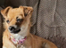 Female Chihuahua
