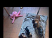 2 stunning miniature dachshund girls