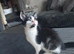 Playful Kittens