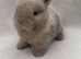 Beautiful mini lop babies