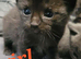 Beutiful kittens