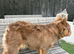 Fluffy French Bulldog stud