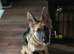 Gorgeous German Shepherd Female Puppy