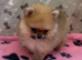 Bear Type Pomeranian for sale