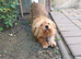 ARISA – The Little Dog Nobody Stopped For