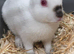 Young Himalayan buck Rabbits