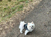 Female pomeranian 2 years old (spayed)