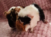 Sow pair