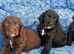 Working cocker spaniel puppies