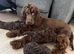 Very small F1 cockapoo puppies for sale