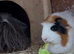 4 guinea pigs
