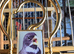 Fancy goldfinch or mule cage